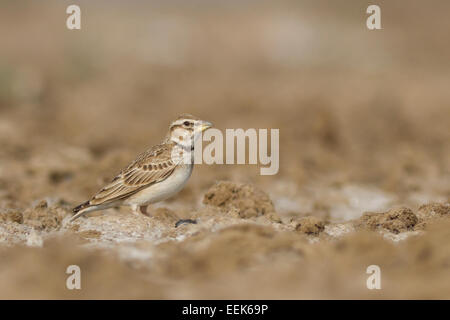 Bimaculated Lerche (Melanocorypha Bimaculata) Stockfoto