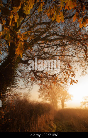 Eichen im morgendlichen Herbstsonne Stockfoto