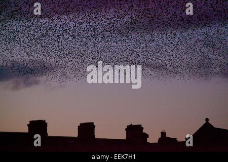 Stare in Scharen in den Abendhimmel Carlisle Cumbria, England UK. Stockfoto