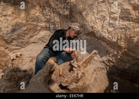 Ein Mitglied des Vertebrate-Forschungsteams der Indonesian Geological Agency arbeitet an der Ausgrabungsstätte von Elephas hysudrindicus in Blora, Indonesien. Stockfoto