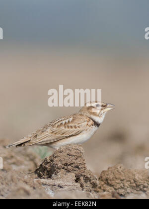 Bimaculated Lerche (Melanocorypha Bimaculata) Stockfoto