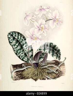 Phalaenopsis schilleriana ist eine Orchideenart, die auf den Philippinen beheimatet ist und für ihre eleganten Blüten geschätzt wird und häufig in tropischen Gärten und als Zimmerpflanze angebaut wird. Stockfoto