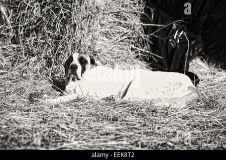 Spanische Dogge Hund ruht auf einem Land Stroh, Badajoz, Spanien Stockfoto