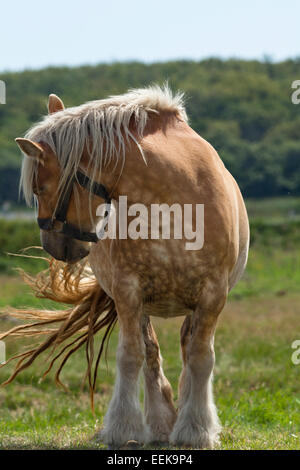 Pferd stehend im Sonnenschein auf grünem Gras in elektrischen Zaun, drehen Sie den Kopf auf die Seite Stockfoto