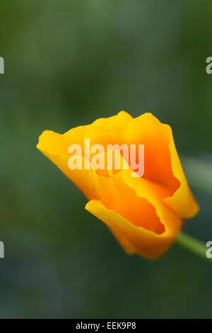 Eschscholzia Californica. Kalifornischer Mohn Blumen. Stockfoto