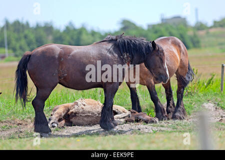 Die Pferde stehen im Sonnenschein auf grünem Gras in elektrischen Zaun, Beobachten ein Fohlen auf dem Boden liegend Stockfoto