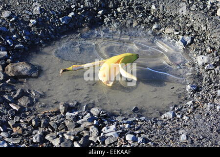 Eine Bananenschale auf einem gefrorenen Schlagloch erwartet ein ahnungsloses Opfer Stockfoto