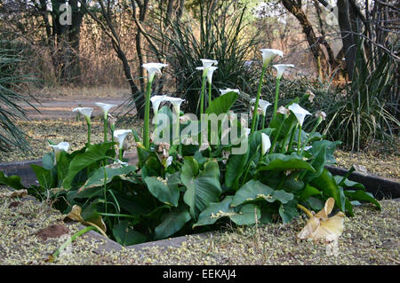 Zantedeschia aethiopica, auch bekannt als Calla Lilie, ist eine blühende Pflanze aus dem südlichen Afrika, die für ihre eleganten weißen Blüten und ihre weit verbreitete Verwendung in Blumenarrangements geschätzt wird. Stockfoto