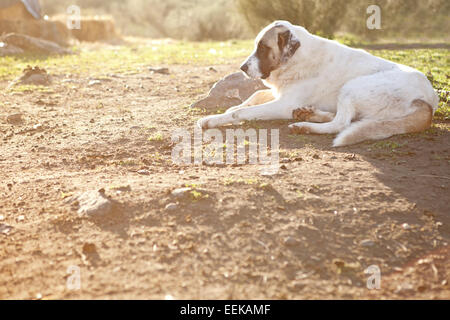 Spanische Dogge Hund ruht auf einer Finca, Badajoz, Spanien Stockfoto