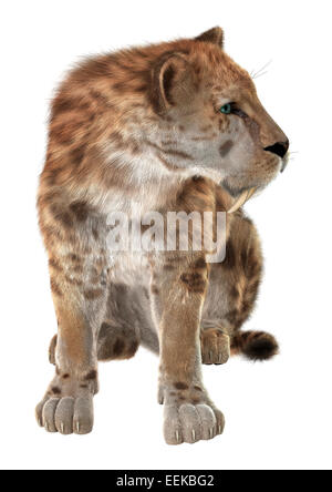 3D digital Render ein Smilodon oder eine Säbel-gezahnte Katze isoliert auf weißem Hintergrund Stockfoto