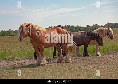 Clydesdales Weiden am Ufer des Limfjorden, denamrk. stattliche robuste Pferde, die als Zugpferde verwendet werden und zu schweren Lasten verwendet Stockfoto