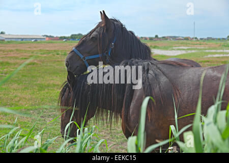 Zwei Pferde auf jeder anderen schiefen im Sonnenschein auf grünem Gras in elektrischen Zaun. Ein Blick nach unten, die anderen Geradeaus Stockfoto