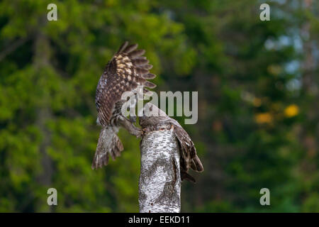 Bartkauz / große graue Eule (Strix Nebulosa) männlich weiblich, die Küken im Nest auf Baumstumpf zu ernähren Maus bringen. Stockfoto