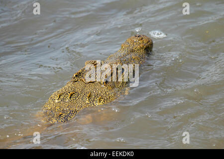 Eine junge Nilkrokodile, Crocodylus Niloticus, in einem Fluss in Serengeti Nationalpark, Tansania Stockfoto