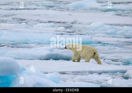 Eisbär (Ursus Maritimus / Thalarctos Maritimus) zu Fuß auf Packeis, Svalbard / Spitzbergen, Norwegen Stockfoto