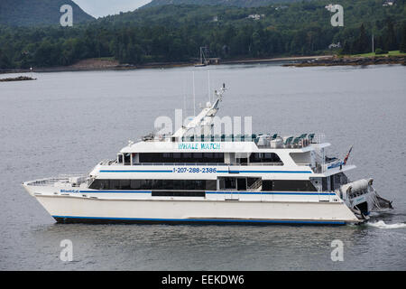 Ein blau-weißes whale watching Boot in der Nähe von Bar Harbor, Maine Stockfoto