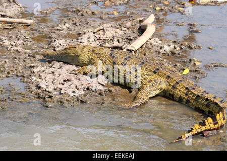 Eine junge Nilkrokodile, Crocodylus Niloticus, ruht am Ufer eines Flusses in Serengeti Nationalpark, Tansania Stockfoto