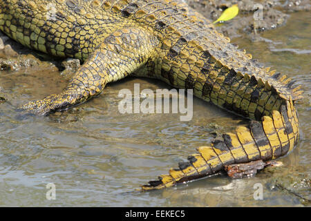 Nahaufnahme der Schwanz von einem jungen Nil Krokodil, Crocodylus Niloticus, ruht in der Nähe eines Flusses im Serengeti Nationalpark, Tansania Stockfoto