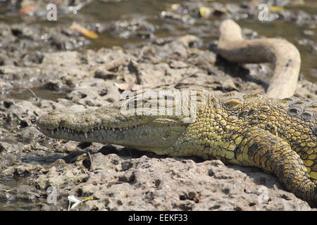 Eine junge Nilkrokodile, Crocodylus Niloticus, nahe am Wasser in Serengeti Nationalpark, Tansania Stockfoto