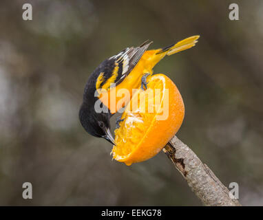 Baltimore Oriole auf Orange Stockfoto