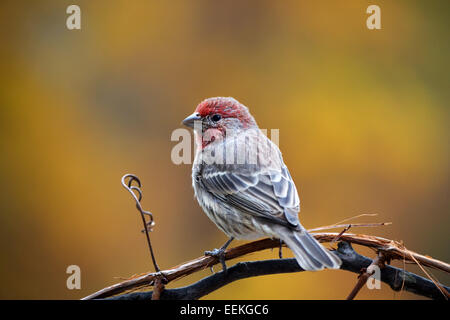 Haus Fink Vogel sitzend an Rebstöcken mit schönen Herbst Hintergrund. Stockfoto