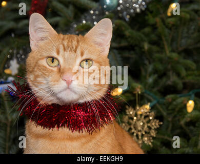 Porträt einer rot Tabby Katze tragen rote Lametta, mit Weihnachtsbaum im Hintergrund Stockfoto