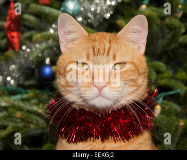 Schöne Ingwer Tabby Katze mit einem Strang rote Lametta, mit einem Weihnachtsbaum-Hintergrund Stockfoto