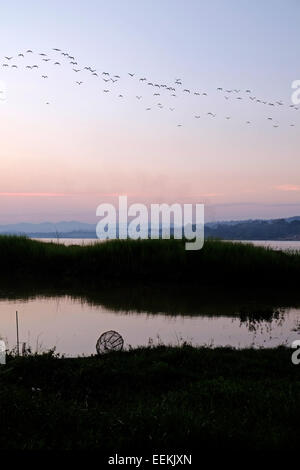 Schwarm Vögel über den Mekong in Chiang Khan in der Provinz Loei Nordosten Thailand fliegen, an der Grenze zu Laos Stockfoto