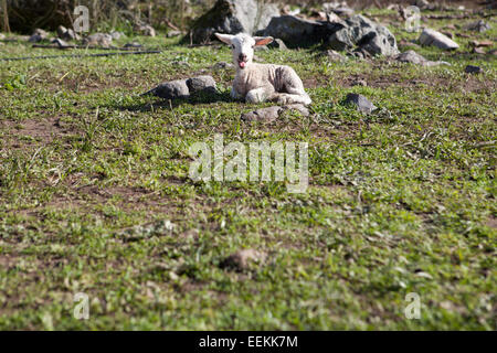 Ein Winter junges Lamm laufen und spielen auf Dehesa-Landschaft Stockfoto