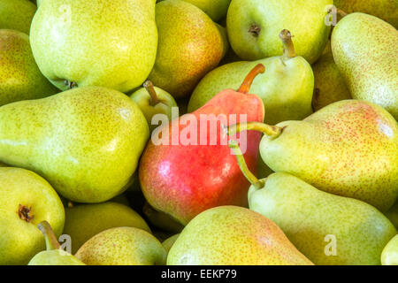 Geerntete Birnen Rosmarin bereit für den Markt. Stockfoto