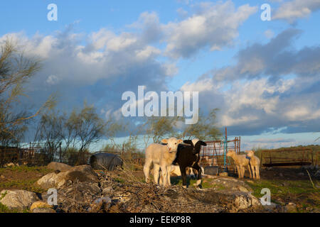 Einige junge Lämmer laufen und spielen auf Dehesa-Landschaft Stockfoto