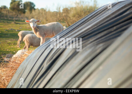 Ein Winter junges Lamm laufen und spielen auf Dehesa-Landschaft Stockfoto