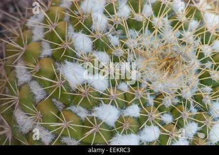 Mammillaria Marksiana. Stockfoto