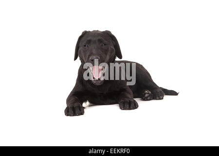 Studio Foto von einem Baby Labrador Retriever, isoliert auf einem weißen Hintergrund Stockfoto