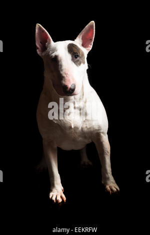 Studioaufnahme von einem schönen Bullterrier Stockfoto