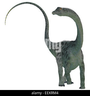 Diplodocus war einen Sauropoden pflanzenfressenden Dinosaurier, der lebte in der Jurassic Era of North America. Stockfoto