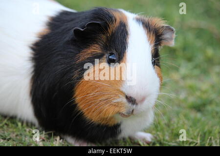 Eine wunderschöne Meerschweinchen sitzen auf einige schöne grüne Rasen Stockfoto