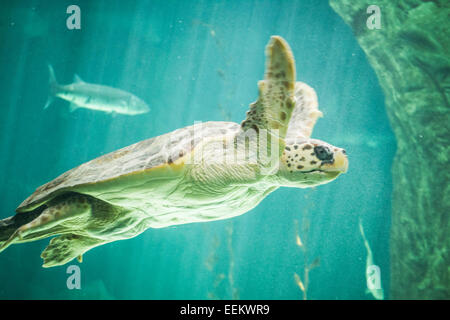 riesige Schildkröte Schwimmen unter dem Meer Stockfoto