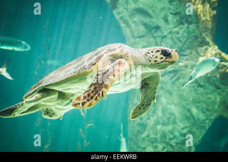 riesige Schildkröte Schwimmen unter dem Meer Stockfoto