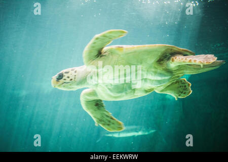 riesige Schildkröte Schwimmen unter dem Meer Stockfoto