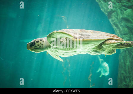 riesige Schildkröte Schwimmen unter dem Meer Stockfoto