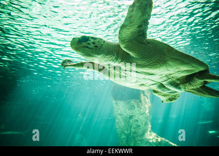 riesige Schildkröte Schwimmen unter dem Meer Stockfoto