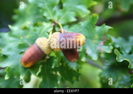 Eicheln - englische Eiche Quercus Robur auf dem Baum mit Blättern im Hintergrund Stockfoto