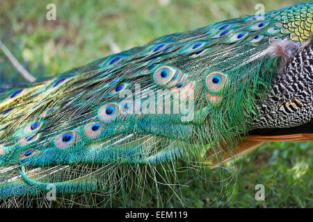 Schillerndes blaues und grünes Schwanzgefieder eines indischen Pfaus (Pavo cristatus). Stockfoto