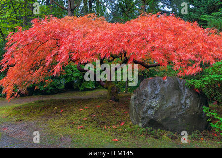 Japanische rote Spitze Blatt Ahornbaum von Rock im Herbst Stockfoto