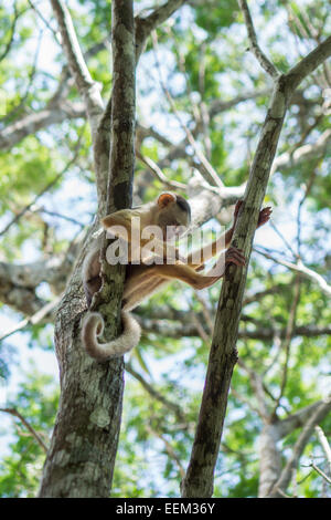 Kleine Affen auf Baum im Amazonas-Regenwald Stockfoto