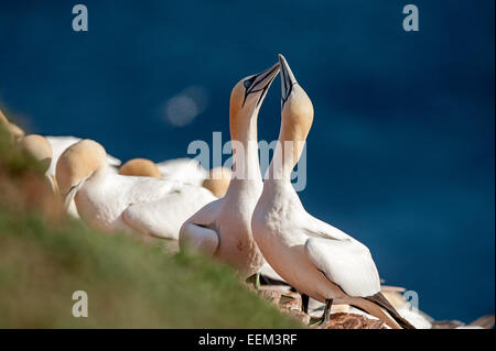 Basstölpel (Morus Bassanus), Helgoland, Schleswig-Holstein, Deutschland Stockfoto