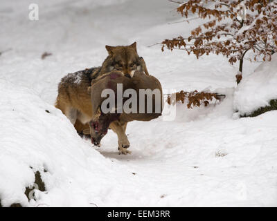 Wolf (Canis lupus) mit einer erfassten Rotwild, Captive, Nationalpark Bayerischer Wald, Grafenau, Bayern, Deutschland Stockfoto
