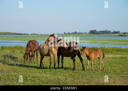 Wilde Pferde in El Rocio, Nationalpark Doñana, El Rocio, Costa de la Luz, Andalusien, Spanien Stockfoto