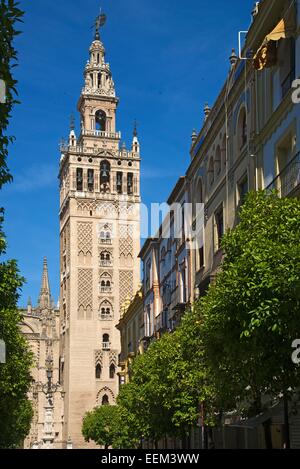 La Giralda Glockenturm der Kathedrale von Sevilla, Sevilla, Andalusien, Spanien Stockfoto